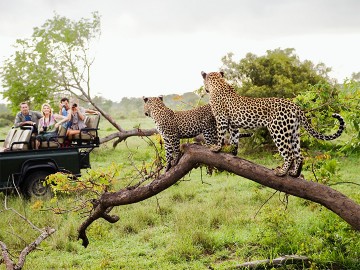 Wildlife Safari & Beach